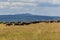 Group of buffaloes and cows on the green field.