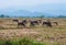 Group of Buffaloes Eating Grass in Thai Rustic Field