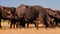 Group of buffaloes eting dry grass in field,black water buffalo eating dry grass, selective focus