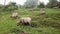 Group of buffaloes grazing grass at farmland