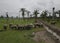 Group of buffaloes stand at oil palm