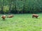 Group of buffalos grazing in nature