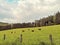 Group of buffalos grazing in nature