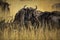 Group of buffalos in Masai Mara, Kenya