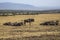 Group of buffalos resting on a grass-covered field captured in Masai Mara Safari, Kenya