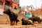 Group of the buffalos on the street of India