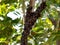 Group of Bugs on Sacred fig Tree. Hundreds of Bugs clung on the tree trunk