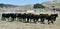 A group of buills on the spanish cattle farm