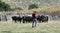 A group of buills on the spanish cattle farm