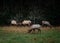 Group of Bull Elk Spar in Early Spring