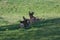 Group of Bull Elks in a mountain meadow