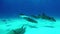 Group of Bull Shark underwater on sand of Tiger Beach Bahamas.