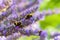 Group of Bumblebees foraging on a sprig of lavender