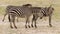 Group of Burchell`s zebra