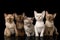 Group of Burmese Kittens on Black Background