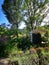 A group of bushes in front of a tree