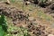 Group of butterflies on the clay nearby waterfall