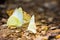 Group of butterflies puddling on the ground