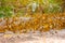 Group of butterflies puddling on the ground and flying in nature, Thailand