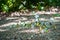 Group of butterflies puddling on the ground and flying in nature, Thailand