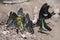 Group of butterflies puddling on the ground and flying in nature Thailand Butterflies swarm eats minerals in Ban Krang Camp Kaeng