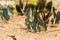 Group of butterfly eating Salt licks on ground