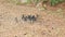 Group of butterfly suck eat mineral and nutrients on sand with Insect