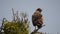 Group of buzzards feeds in the field