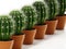 Group of cacti in flower pots isolated on white background. 3D illustration