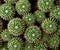 A group of cacti from the mamilaria family