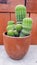 A group of cacti on a terracotta wood with orange bricks background