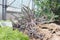 Group of cactus on gravel growing in greenhouse.