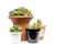 Group of cactus plant in pots isolated in white background.