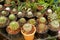 Group of cactus plants