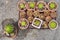 Group of cactus pot in tray on ground