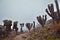 a group of cactus trees standing on top of a mountain