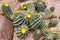 Group cactus and yellow floral