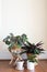 Group of calatheas and maranta plants