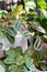 Group of calatheas and maranta plants