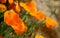 A group of California Golden Poppies.