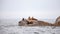 A group of California Sea Lions sit on a rock close to the Pacific Ocean guarding their territory.