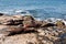 A group of California Sea Lions sunning themselves