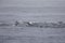 A group of California sea lions  swimming and hunting at Monterey bay California.