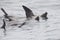 A group of California sea lions  swimming and hunting at Monterey bay California.