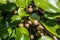 Group of Callery/Bradford Pear Fruit