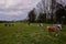 Group of calves feeding on very cloudy sky and spring green grass