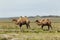 Group of camels