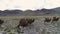 Group of camels being herded over sand dunes in the Arabian desert 4k slow motion.