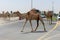 A group of camels cross the Middle Eastern Road while cars wait