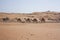 Group of camels in desert